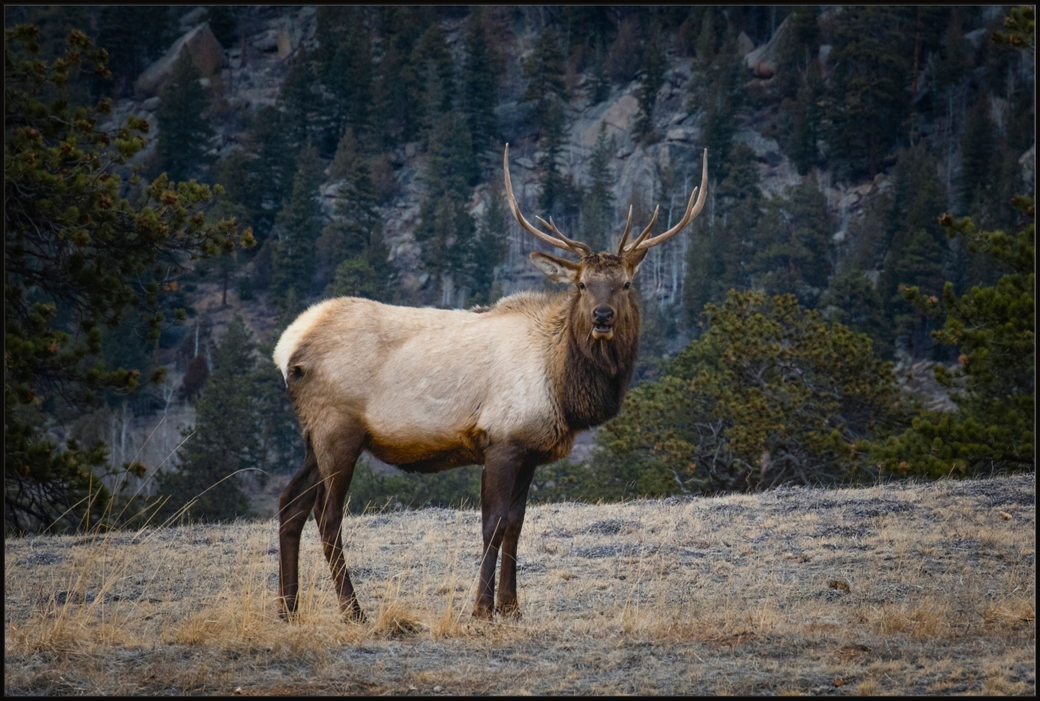 Portrait of a Bull Elk