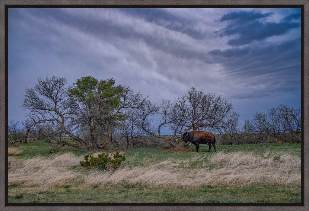 Caprock Bison II