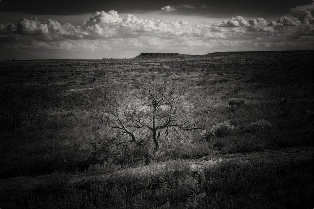 Muleshoe Monochrome