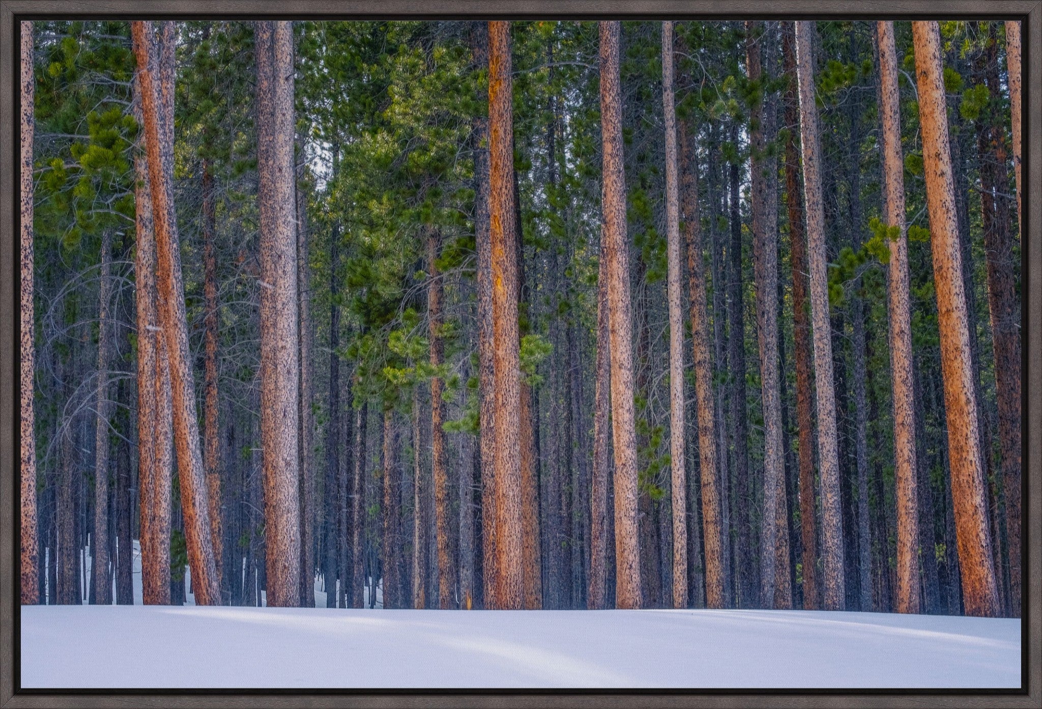 Snowy Pines Horizontal