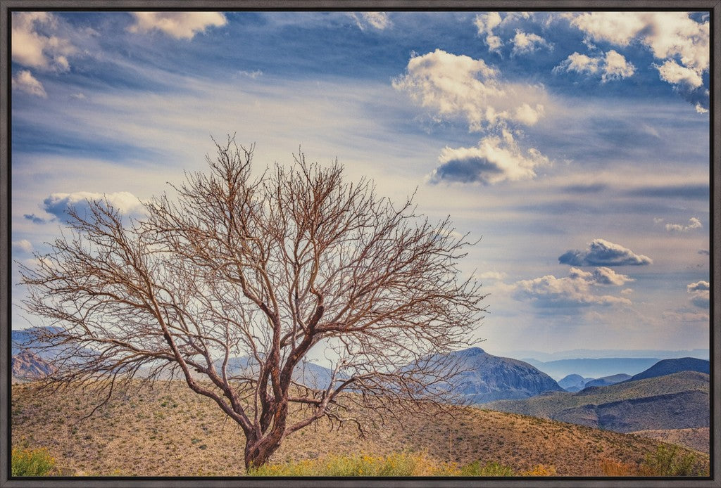 Solitary Mesquite