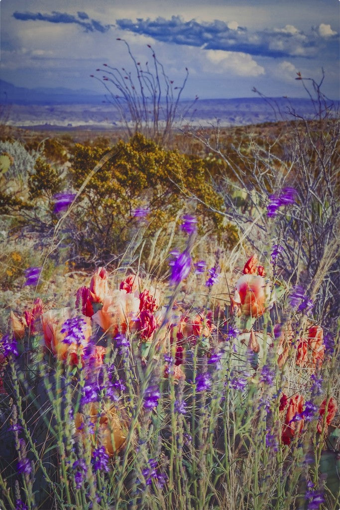 Desert Flowers