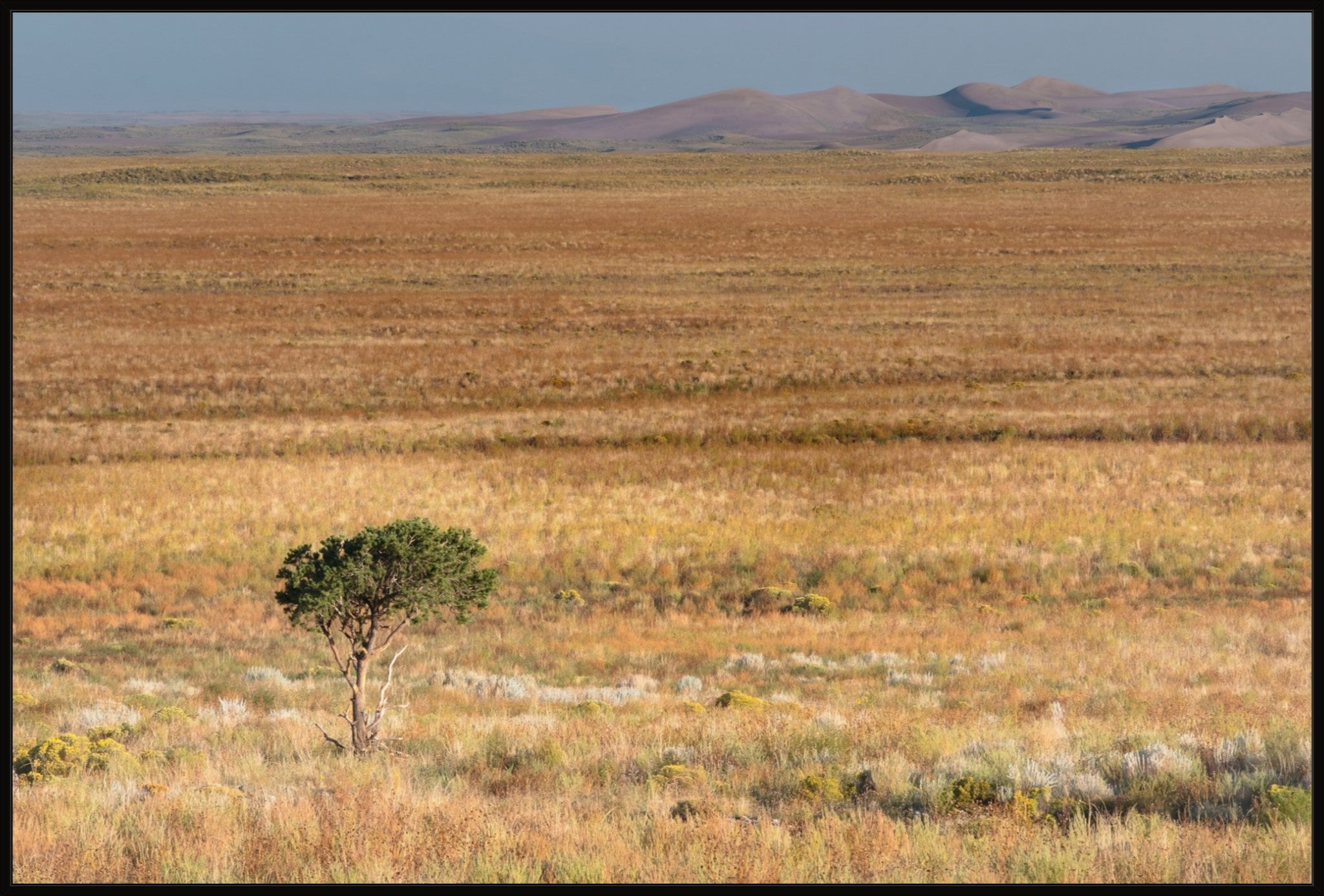 Tiny Tree and Sand Dunes