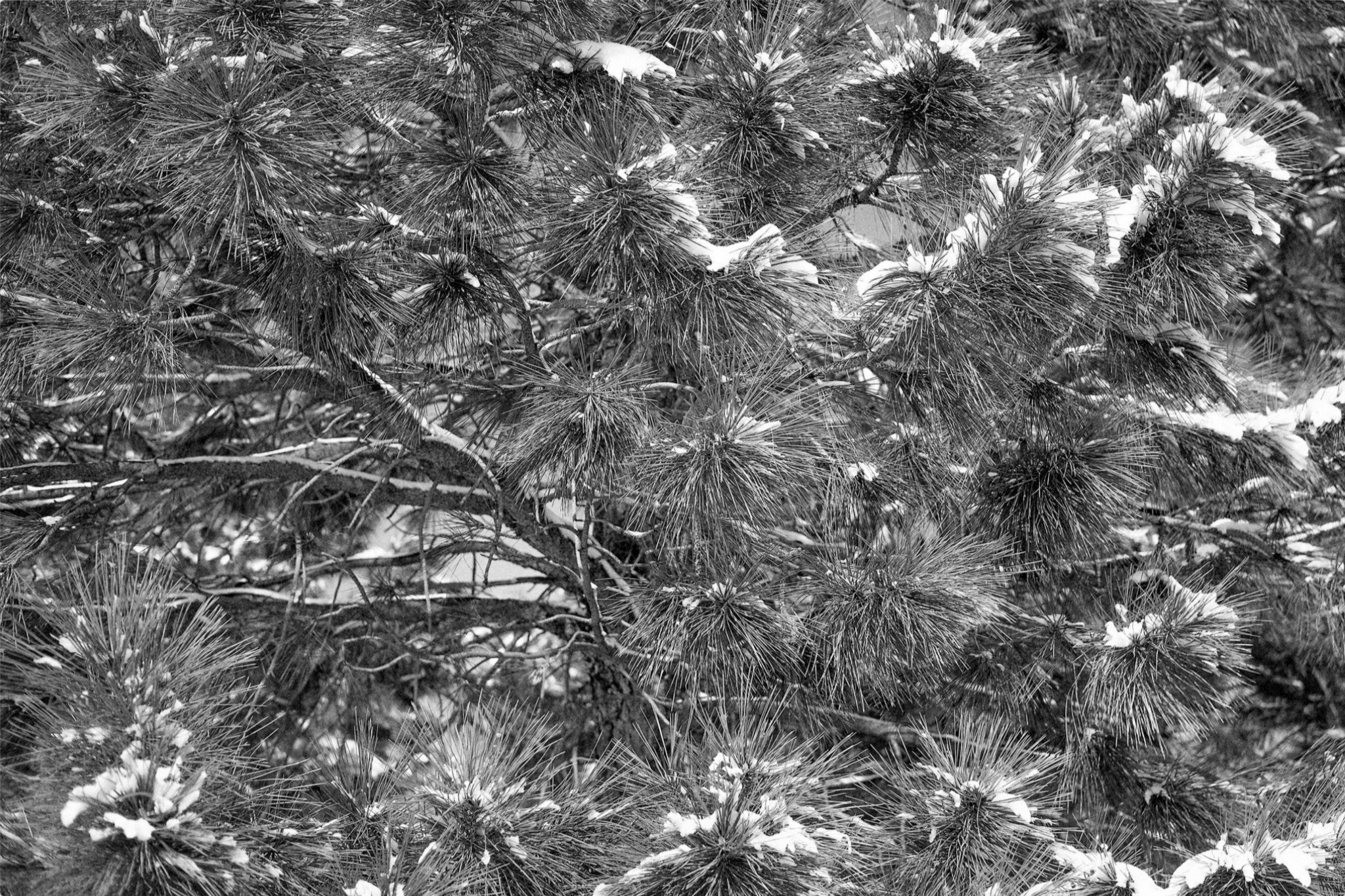 Snow on the Pine Boughs
