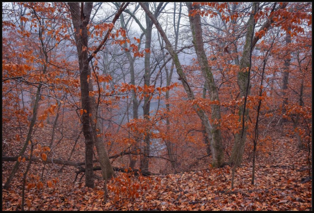 Winter Woodland