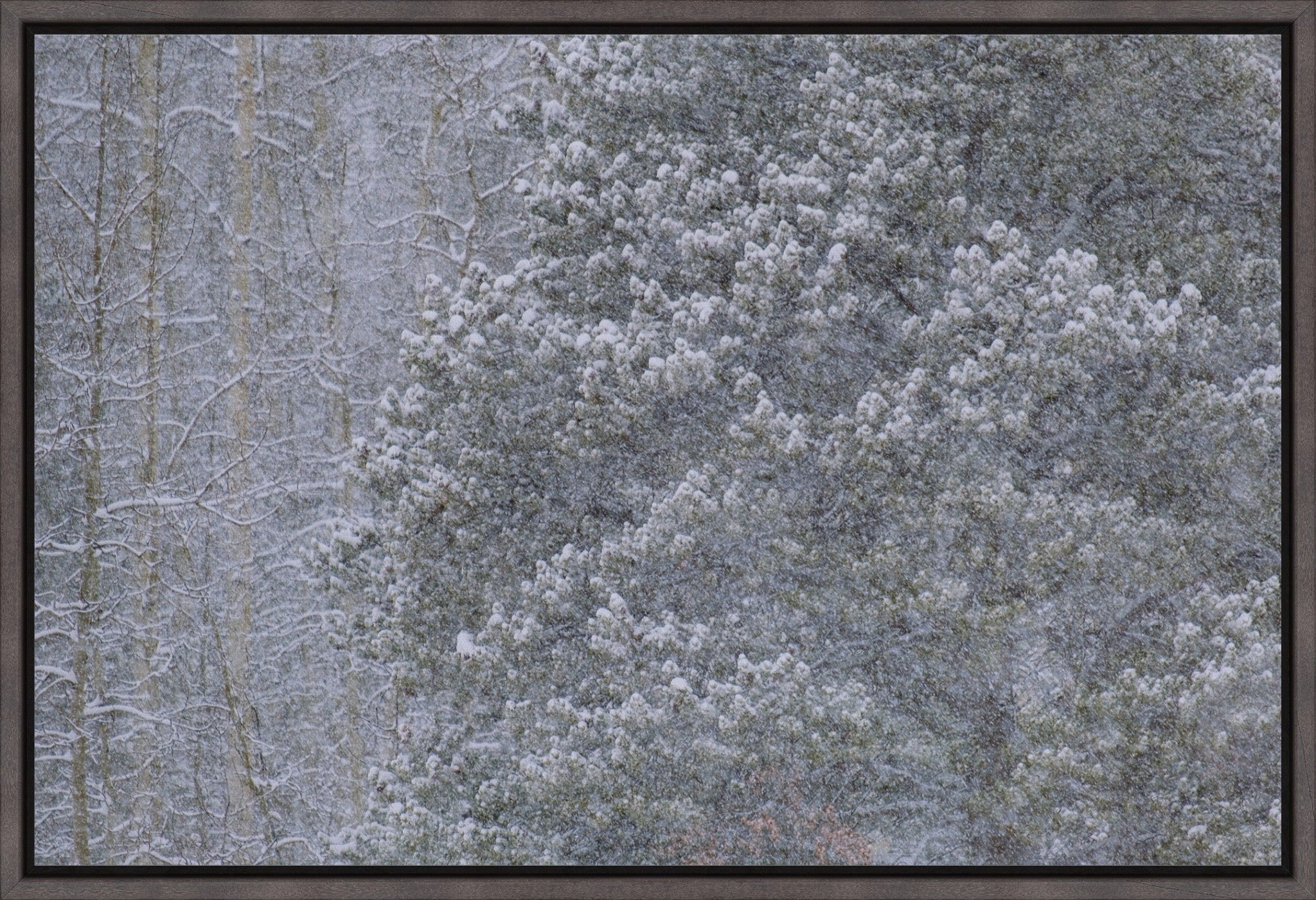Heavy Snow & Forest Abstract III