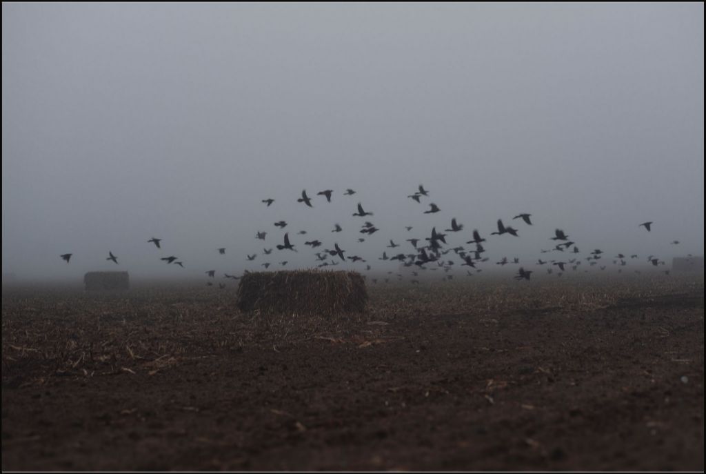 Foggy Field with Grackles