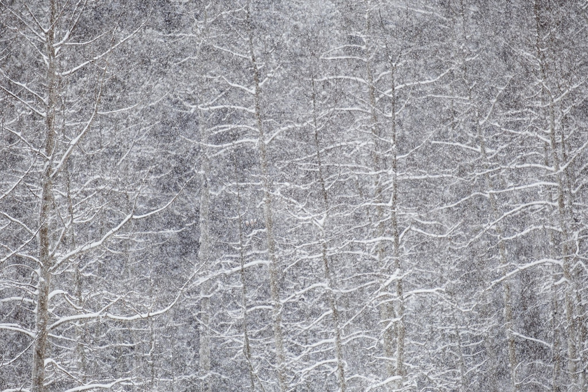 Heavy Snow & Forest Abstract IV