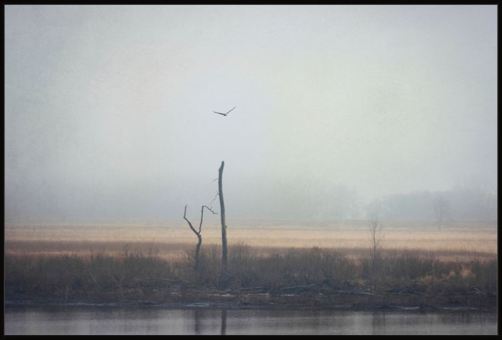 Wetlands Eagle