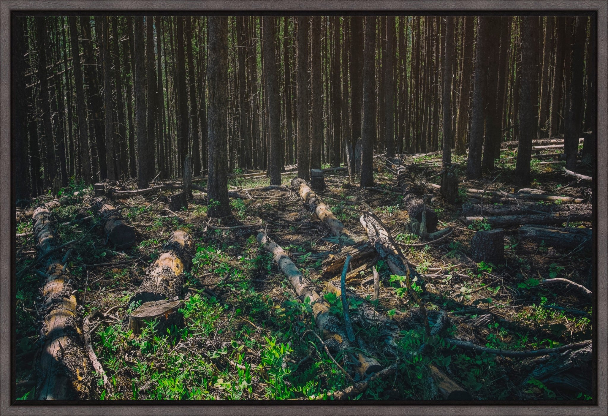 Forest Floor
