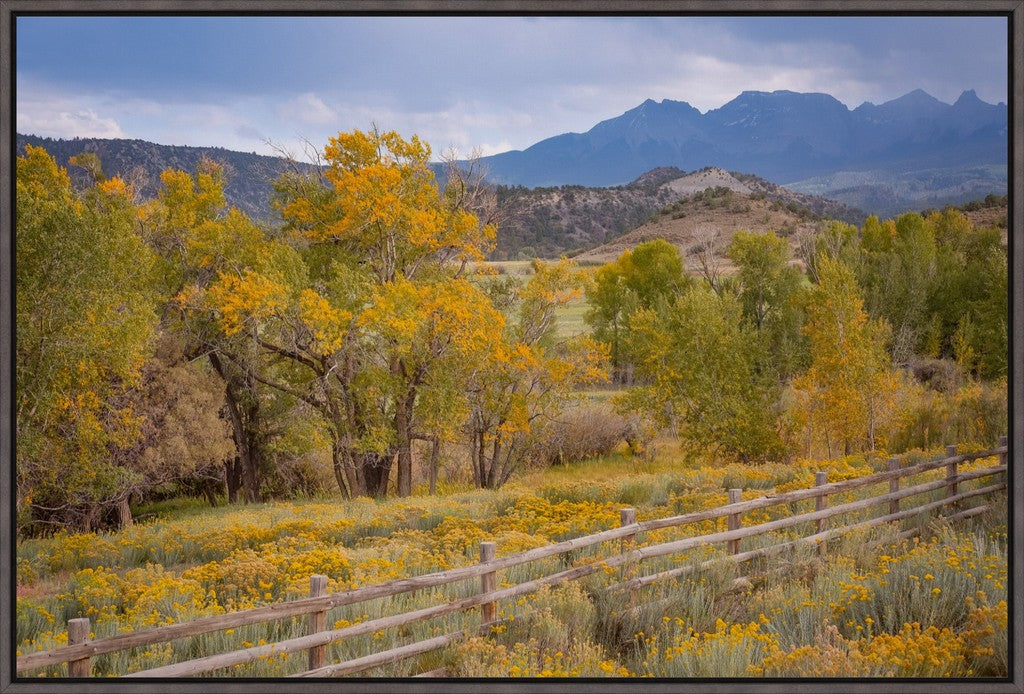 Colorado Cottonwoods