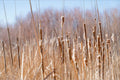 Bosque Cattails