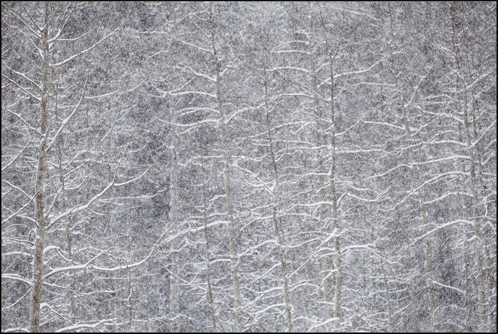 Heavy Snow & Forest Abstract IV