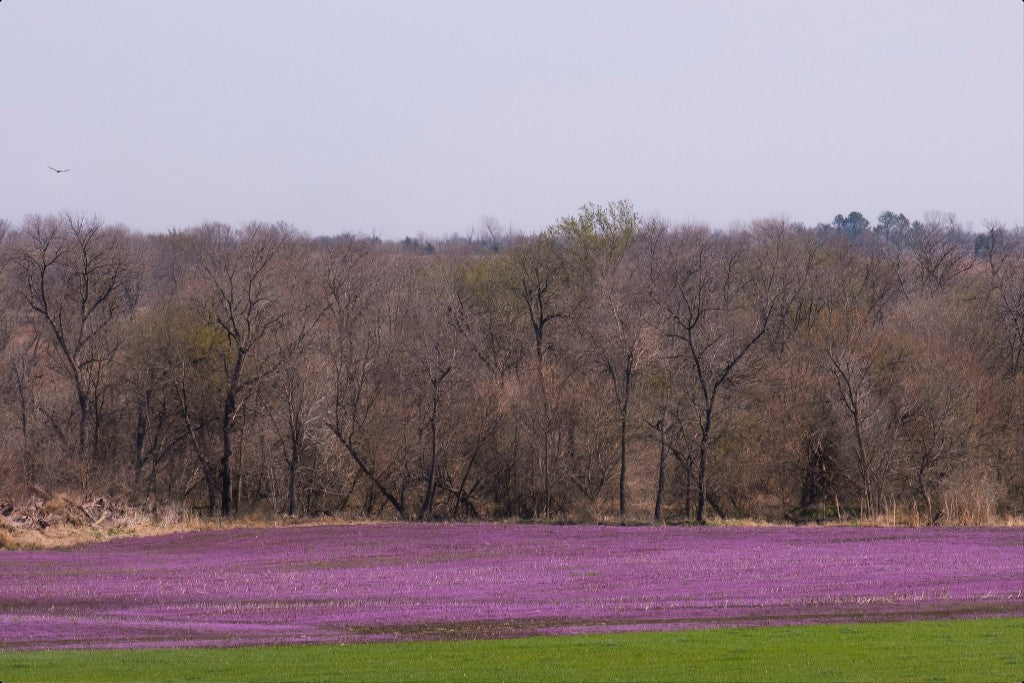 Spring Henbit