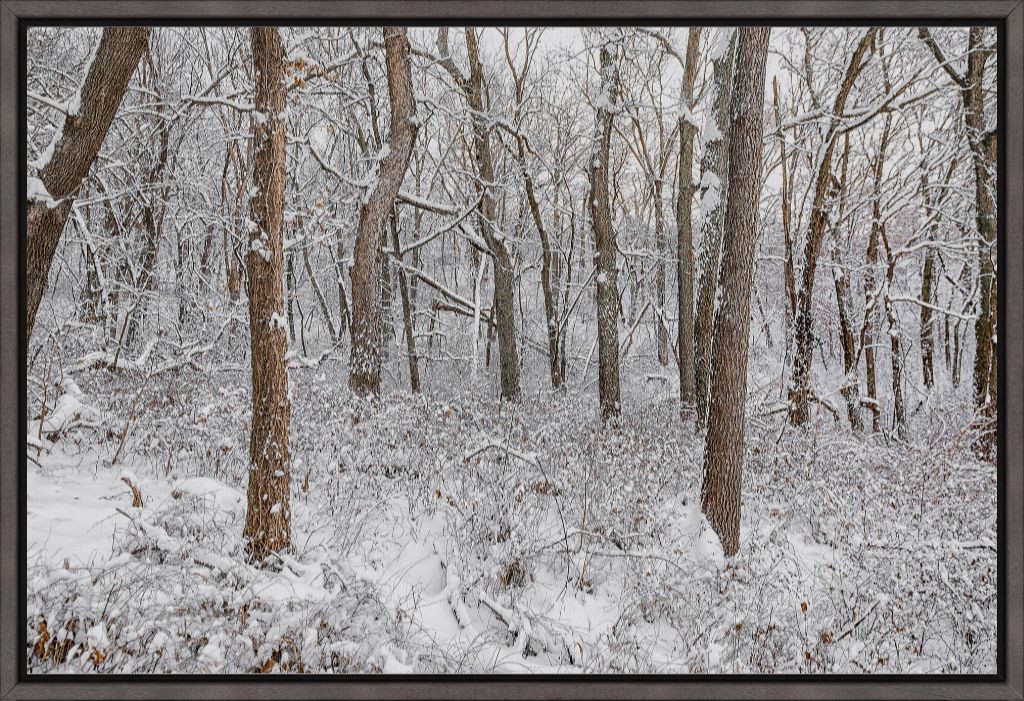 Winter in the Loess Hills