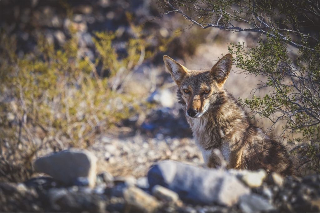 Coyote Gaze