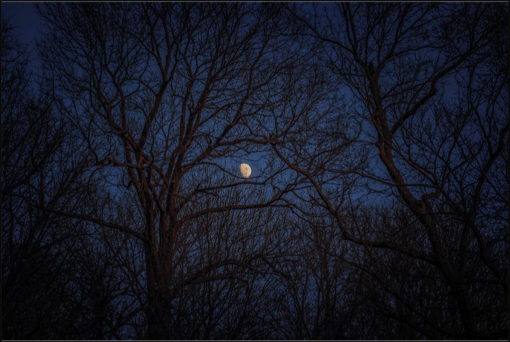 Winter Moon