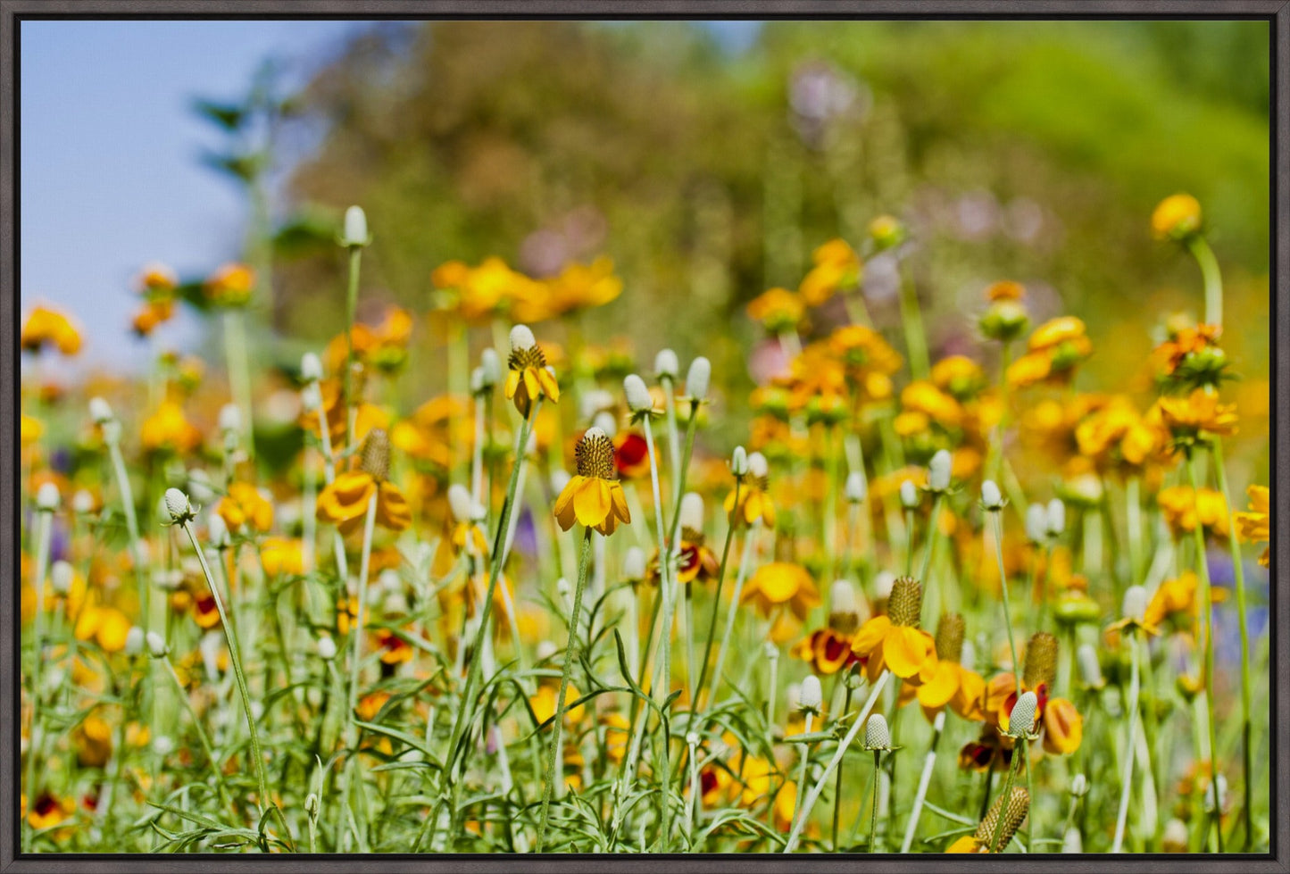 Summer Wildflowers
