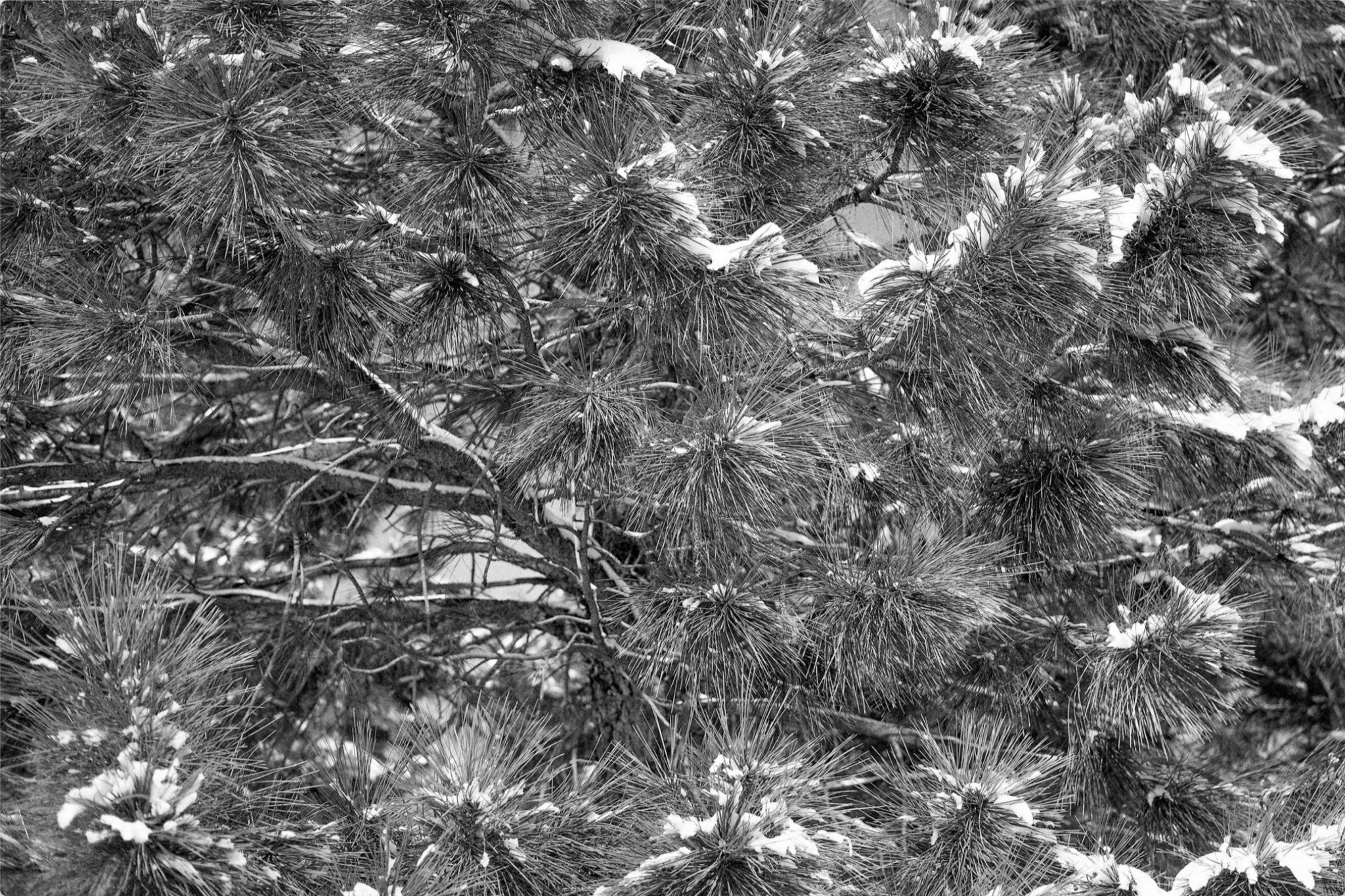 Snow on the Pine Boughs