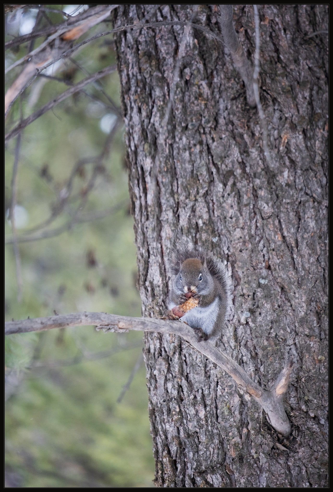 Squirrel & Pine Cone II
