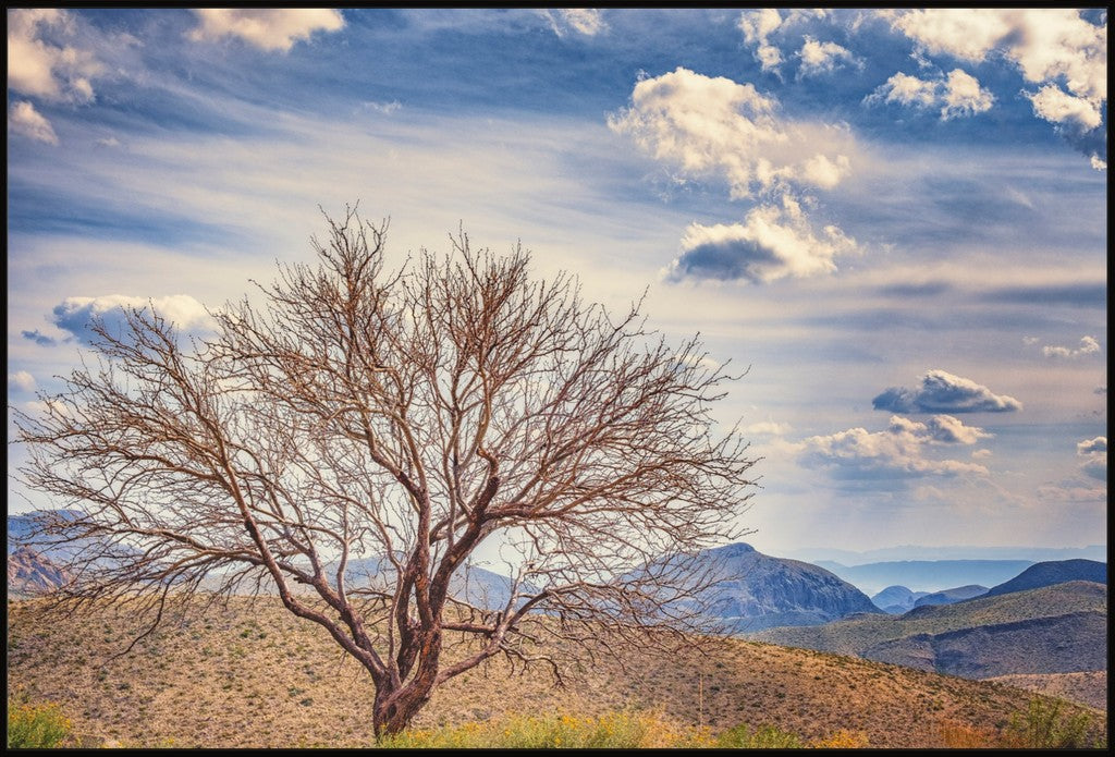 Solitary Mesquite