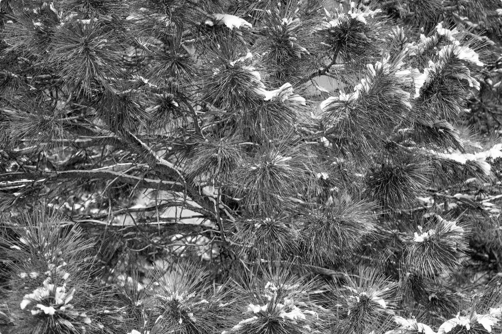 Snow on the Pine Boughs