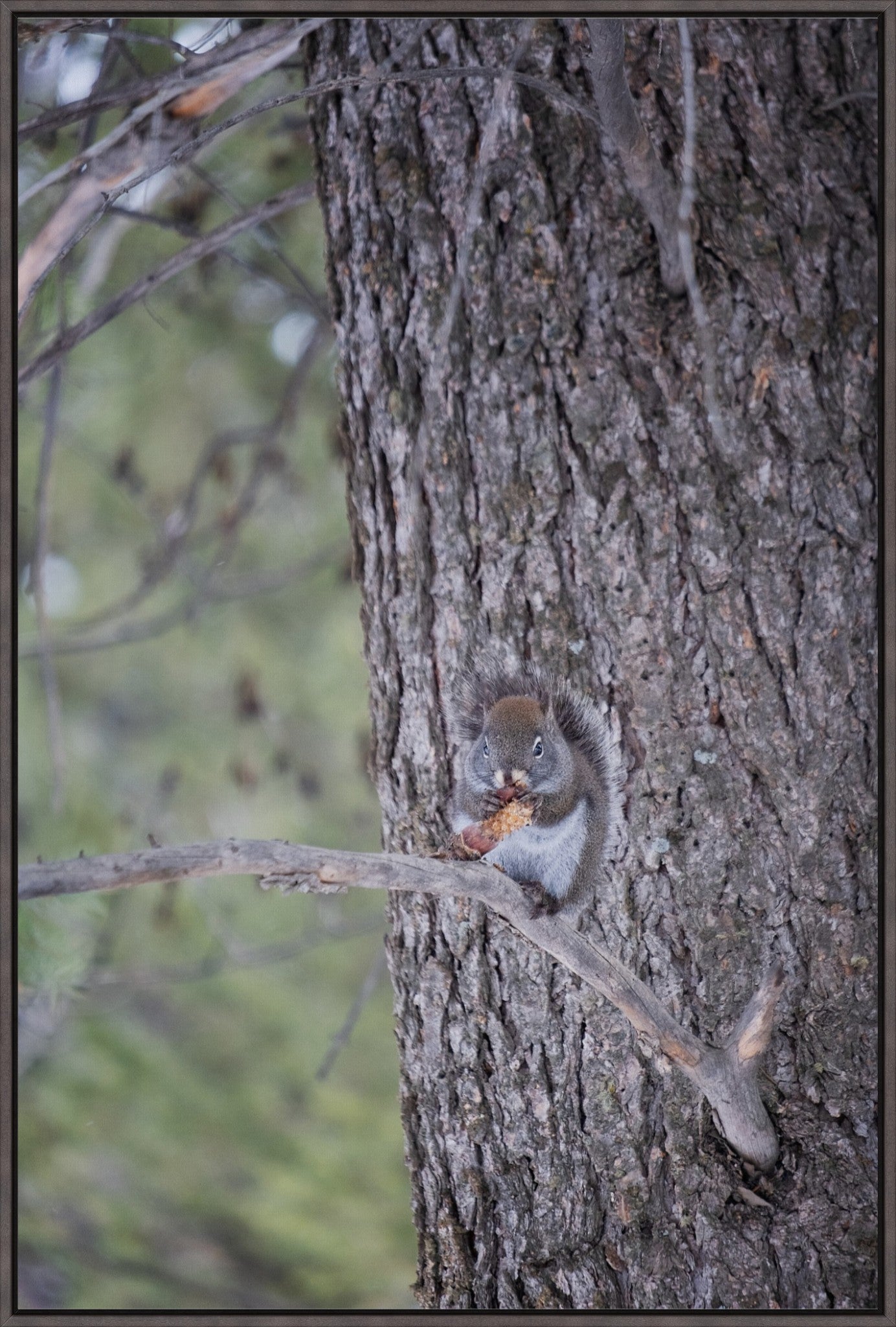 Squirrel & Pine Cone II
