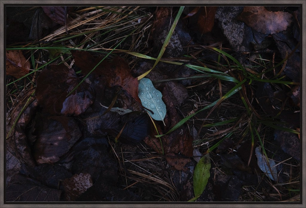 Raindrops on Fallen Leaf