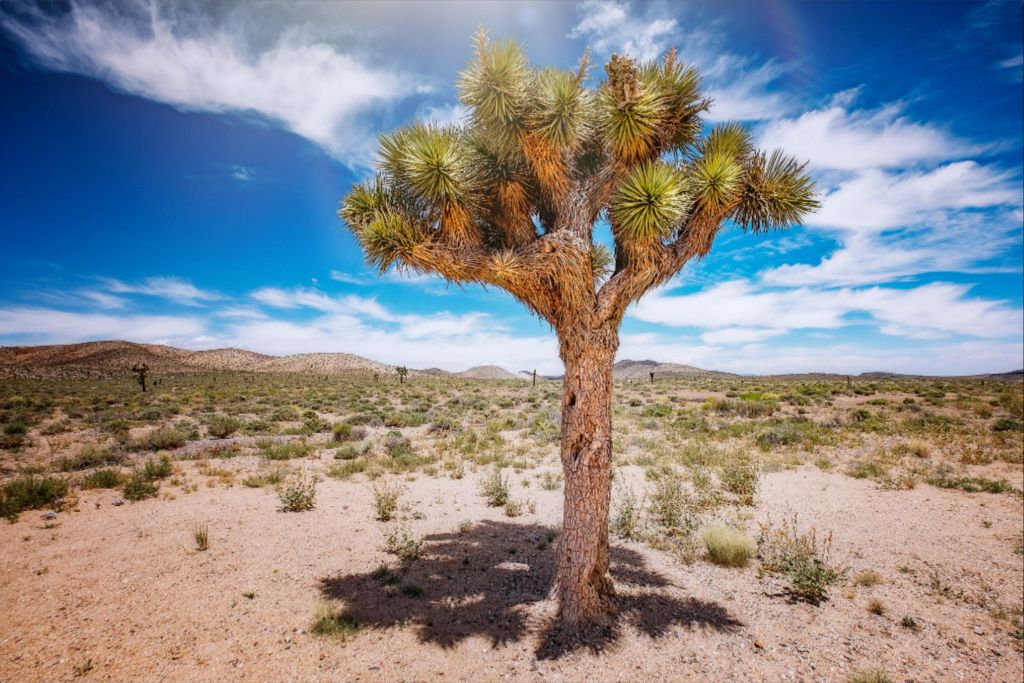 Joshua Tree