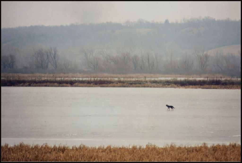 Coyote on Frozen Lake