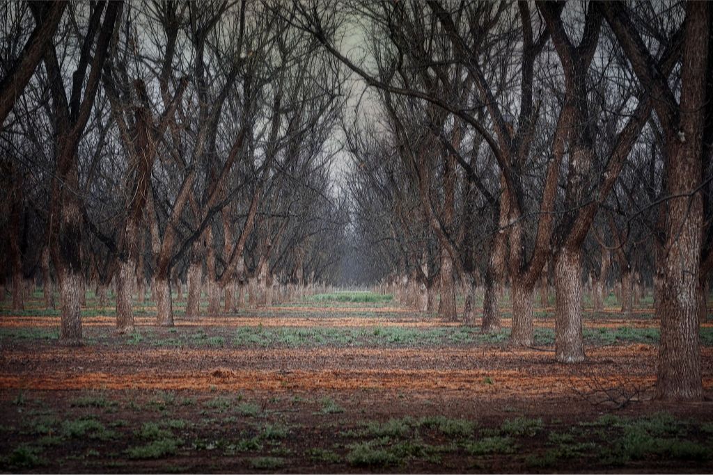 New Mexico Pecan Grove