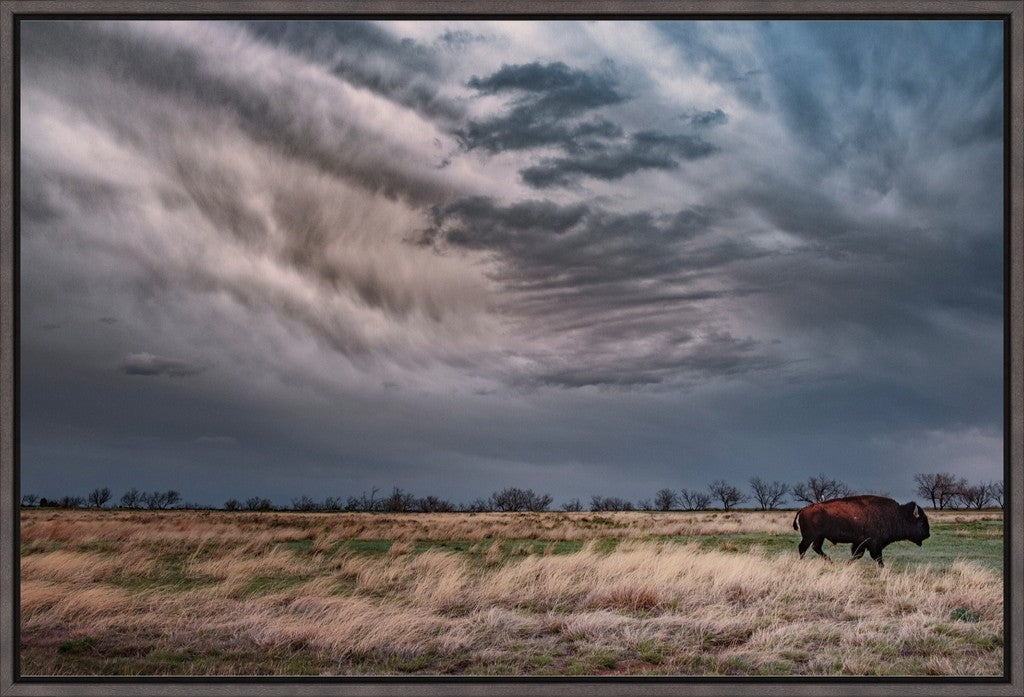 Caprock Bison