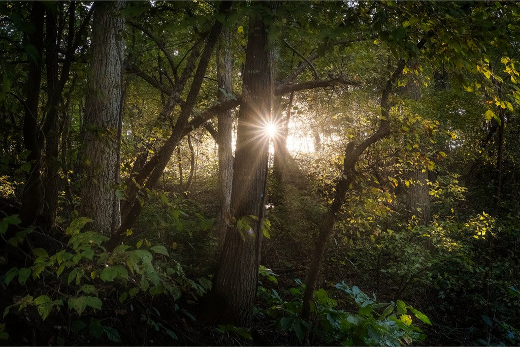 Woodland Sun Star