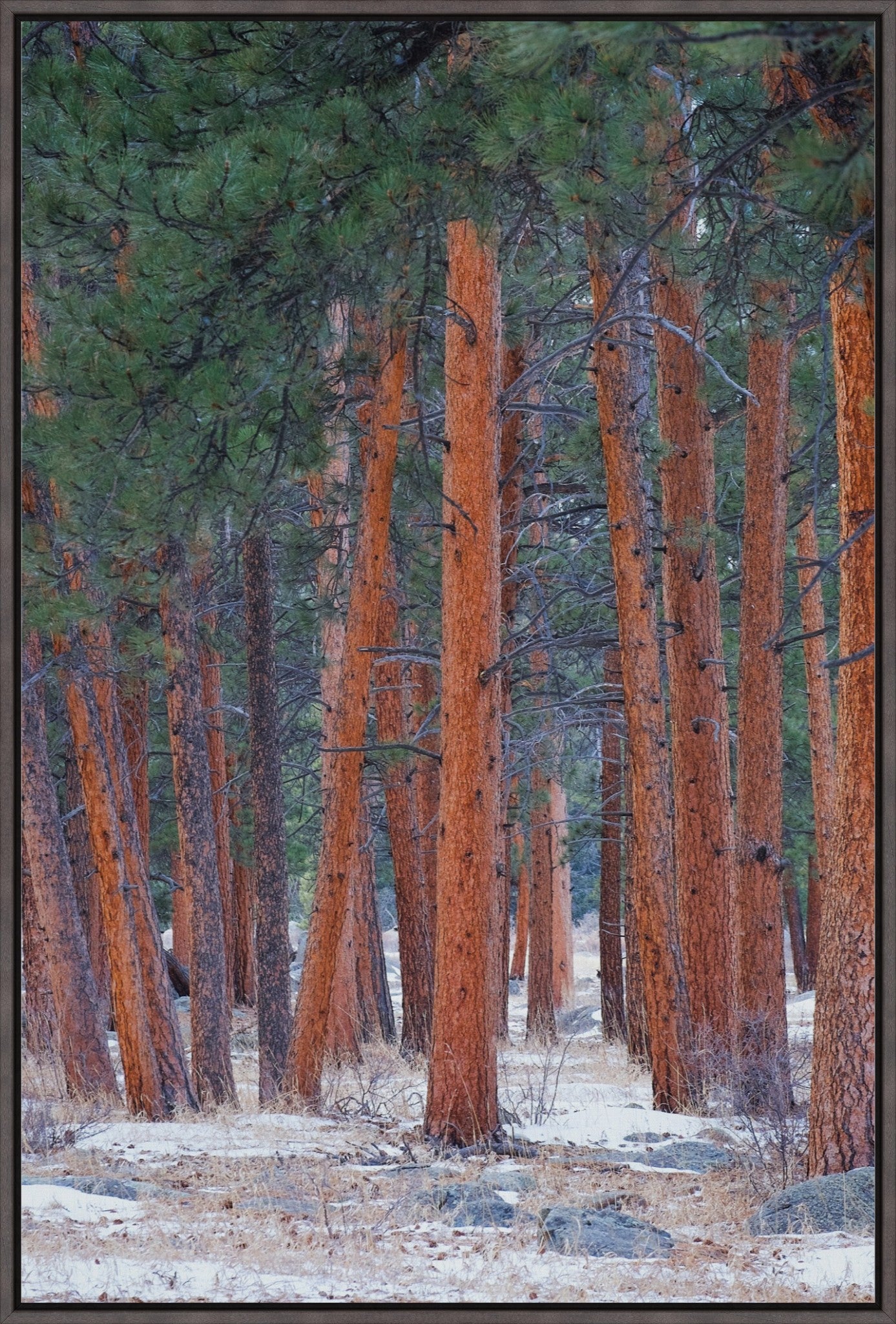 Snowy Pines Vertical