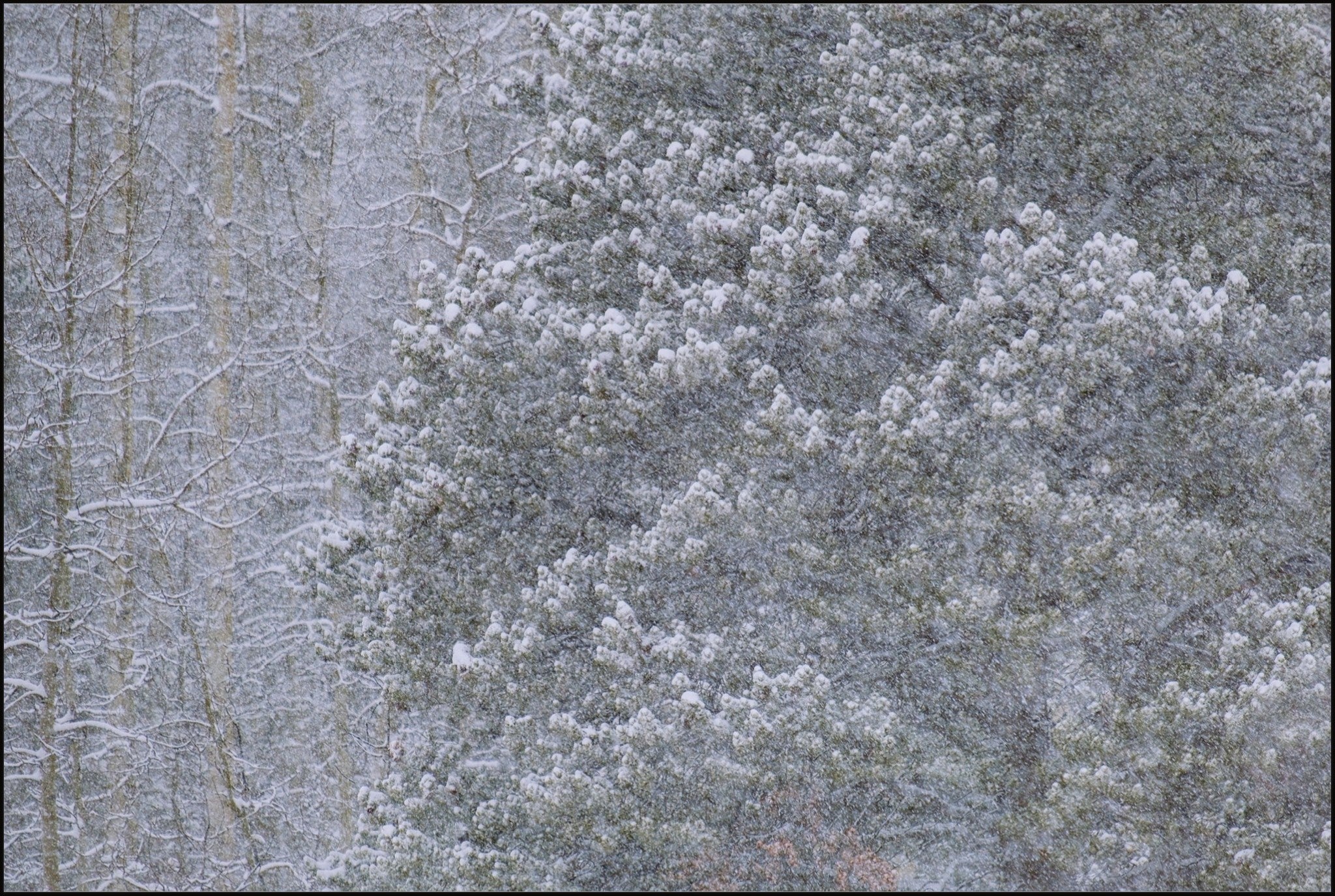 Heavy Snow & Forest Abstract III