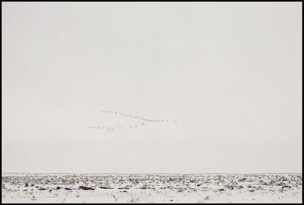 Geese Over Snowy Field