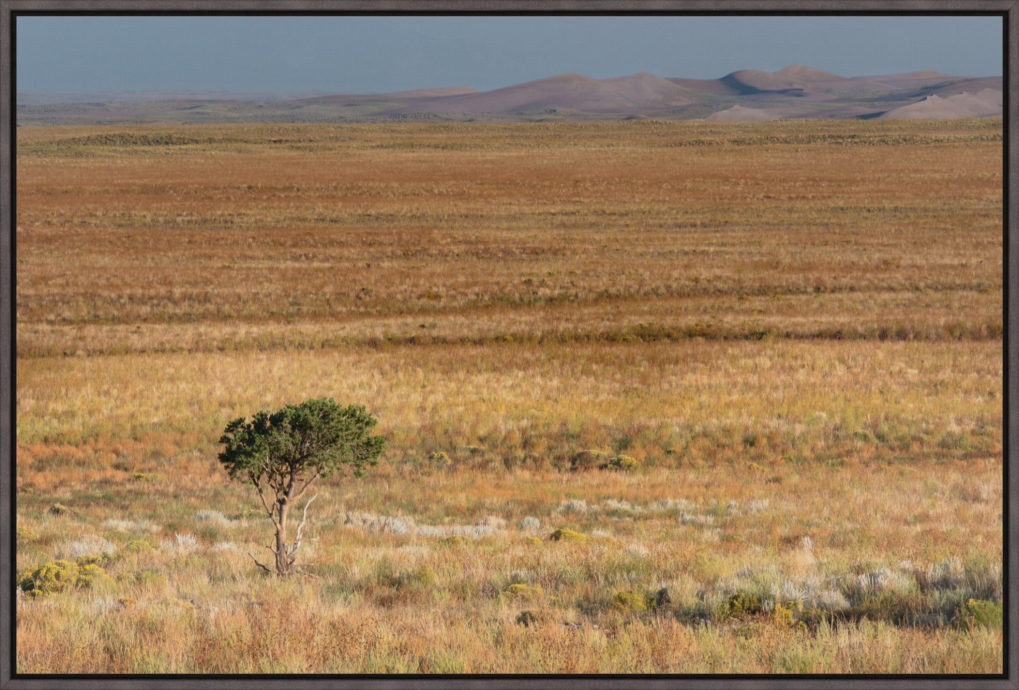 Tiny Tree and Sand Dunes