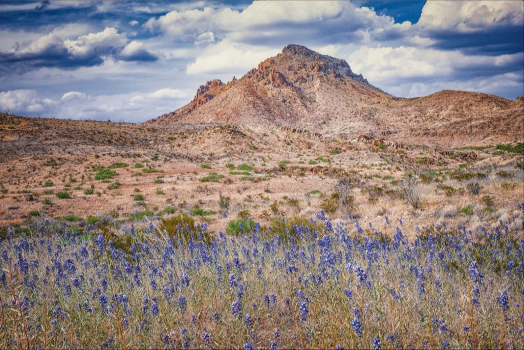 Bluebonnet Sky