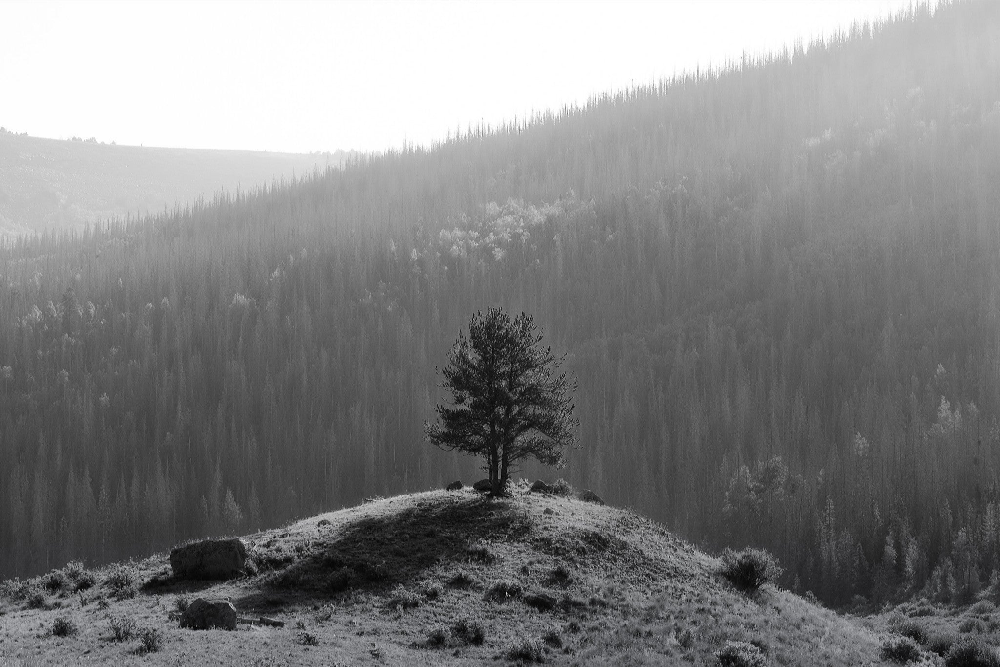 Tree on a Hill
