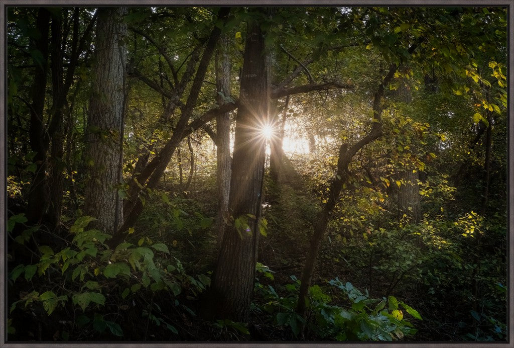 Woodland Sun Star