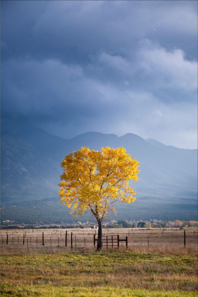 Solitary Cottonwood II