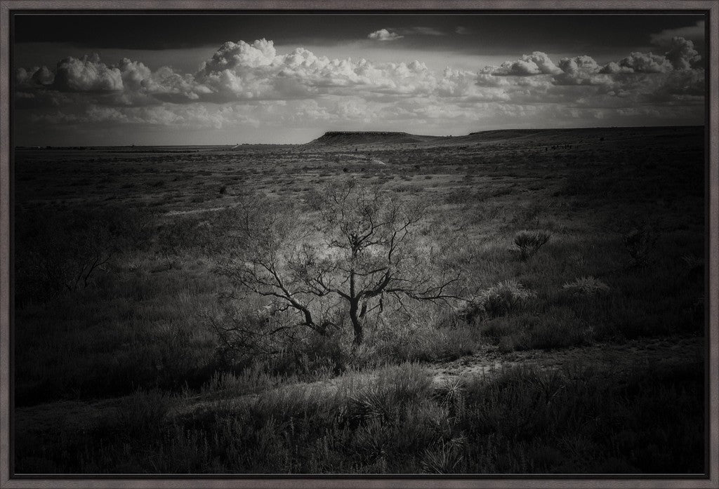 Muleshoe Monochrome