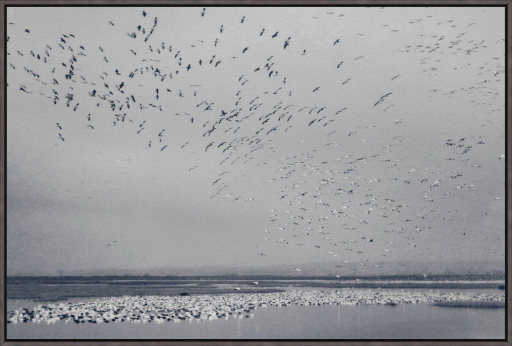 Snow Goose Cyanotype I