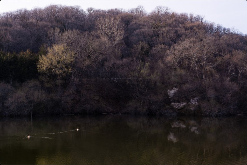 Dogwood Reflections I