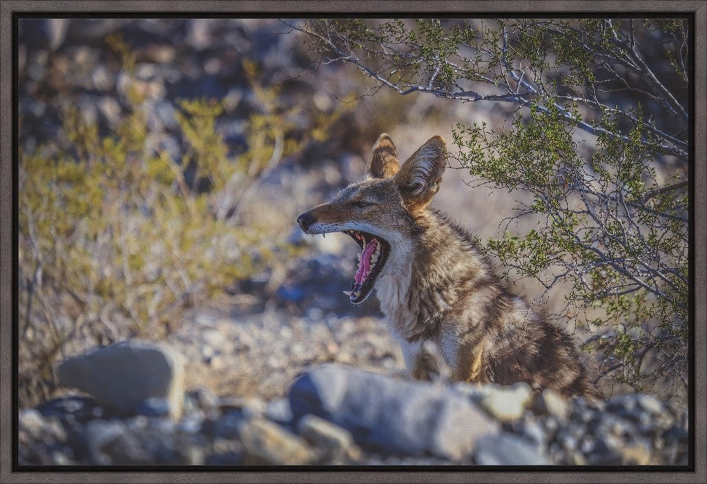 Coyote Yawn