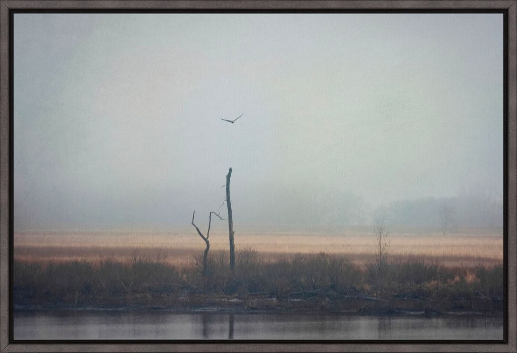 Wetlands Eagle