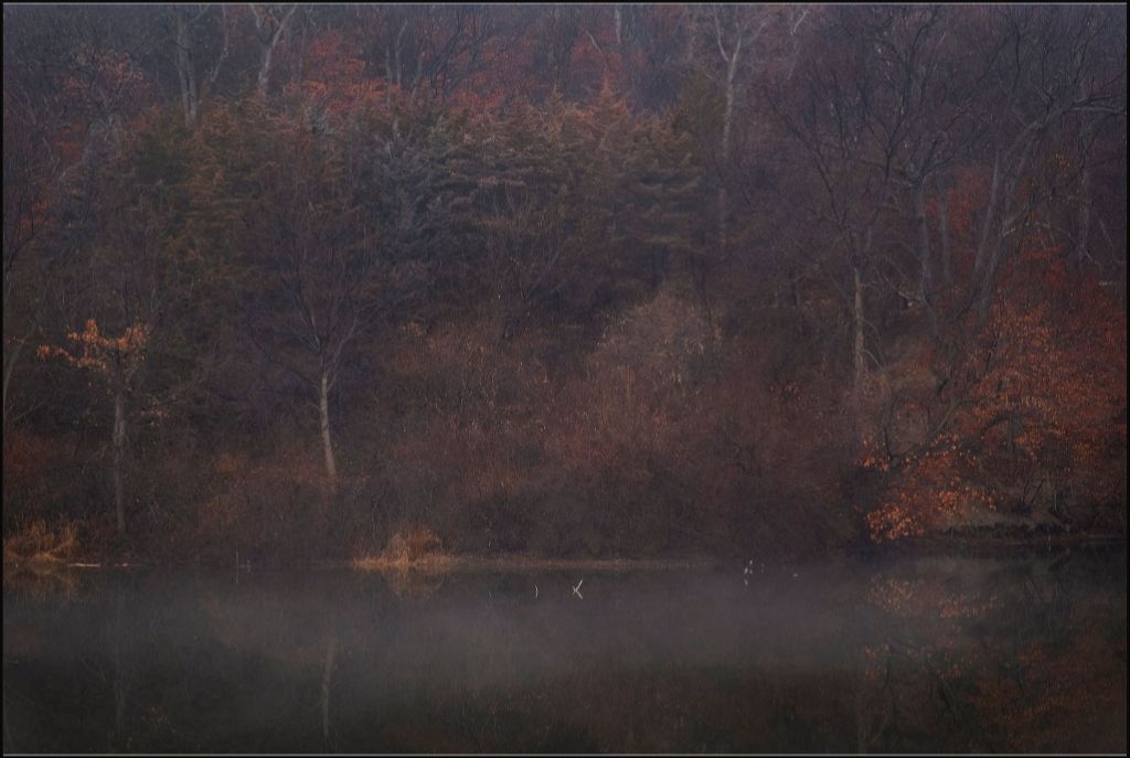 Foggy Winter Woods and Lake