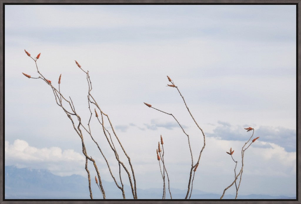 Ocotillo and Clouds