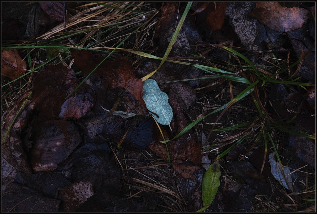 Raindrops on Fallen Leaf