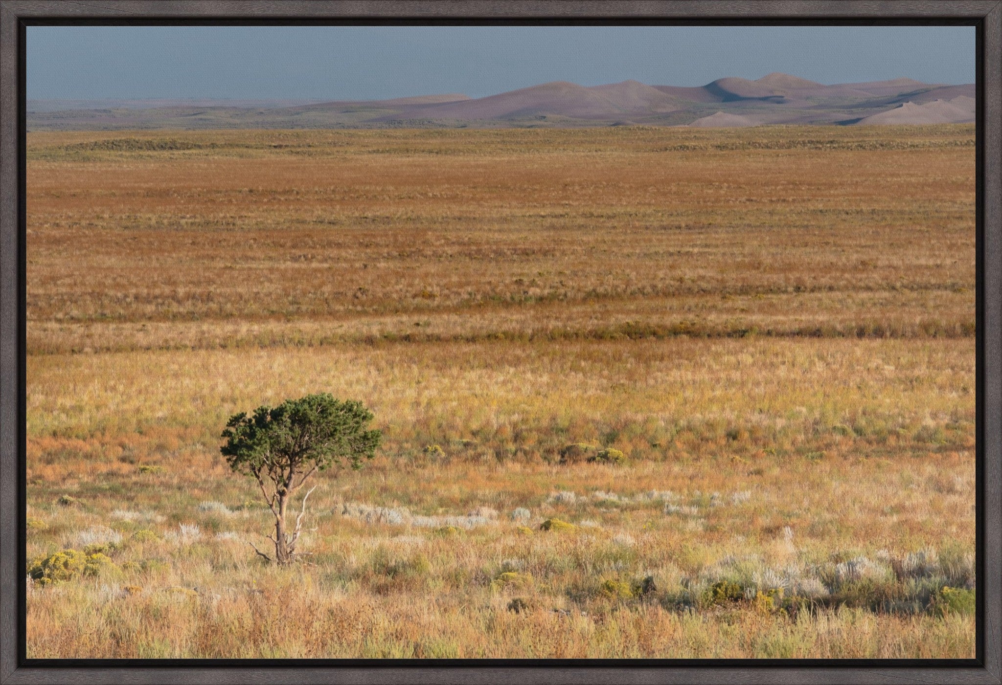 Tiny Tree and Sand Dunes